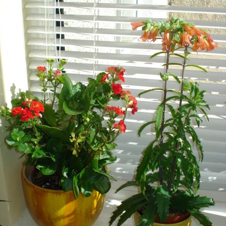 KALANCHOE